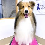 シェルテイー　さくらちゃん