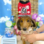 カニンヘンダックス　オリーブちゃん