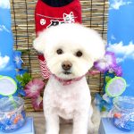 まりもちゃん