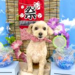 マルプー　ココちゃん