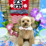 トイプードル　てんてんちゃん