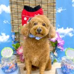 トイプードル　チョビくん　炭酸泉入浴
