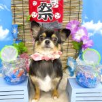 チワワ　ViViちゃん
