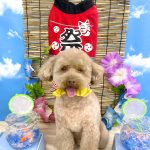 トイプードル　ライトくん