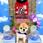 チワワ　かまくん