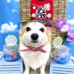 コーギーｘチワワ　もねちゃん　シルクパック