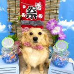 チワックス　みくちゃん　シルクパック