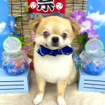 チワワ　まおくん　シルクパック
