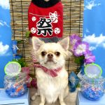 チワワ　のんちゃん　シルクパック