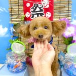 トイプードル　ドリーくん