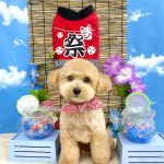 トイプードル　アディーちゃん