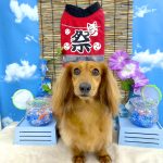 ミニュチュアダックス　チョコくん