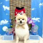 ポメラニアン　こうめちゃん