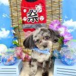 チワプー　海くん