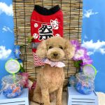 トイプードル　くなちゃん