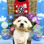 マルチーズ　ちのくん