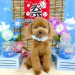 タイニープードル　ちくわくん　炭酸泉入浴　ハーブパック