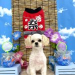 ペキプー　アナちゃん