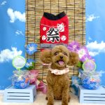 トイプードル　モアちゃん