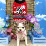 チワワ　あんずちゃん