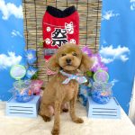 トイプードル　うららくん