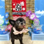 チワワ　かりんちゃん