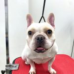 フレンチブルドッグ　あかねちゃん