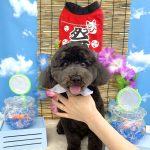 ミニチュアプードル　　アルくん