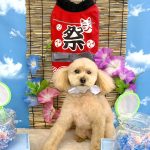 トイプードル　カプくん
