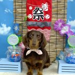 ダックスフンド　アイルちゃん　PV動画あり