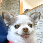あんずちゃん　歯石取り