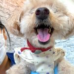 トトちゃん　歯石取り