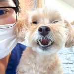 ココちゃん　歯石取り
