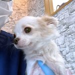 こむぎちゃん　歯石取り