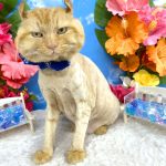 ねこ　アメリカンカール　しじみくん