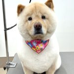 チャウチャウ　ぽんちゃん