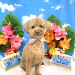 トイプードル　華ちゃん　シルクパック