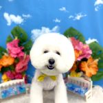ビションフリーゼ　ラデュレくん　おぱんつカット