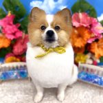 ポメラニアン　ルイくん