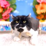ねこ　スコティッシュフォールド　ムーくん