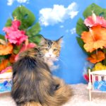 初めてご来店　ねこ　サイベリアン　アリョンカちゃん