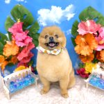 ポメラニアン　天くん