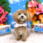 初めてご来店　マルプー　ベルちゃん　PV動画あり