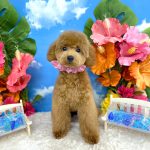 初めてご来店　トイプードル　ベルちゃん　PV動画あり