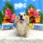 ダックスフンド　クーちゃん