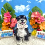 あんちゃん　泥パック