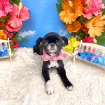 狆ｘチワワ　りーりーちゃん
