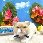 ねこ　スコティッシュフォールド　ぜんくん
