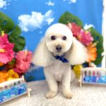 トイプードル　ランドくん