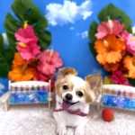 初めてご来店　チワワ　めるもちゃん　PV動画あり